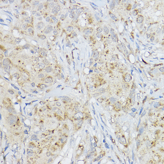 MMP3 Antibody