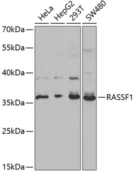 RASSF1 Antibody