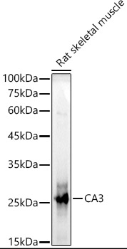 CA3 Antibody