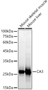 CA3 Antibody