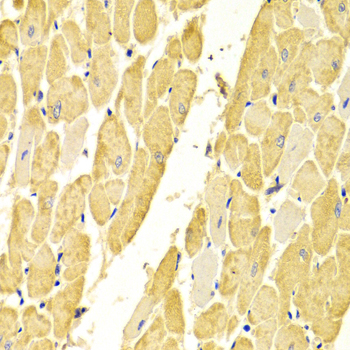 CA3 Antibody