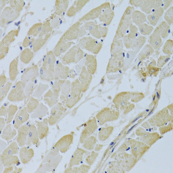 CA3 Antibody