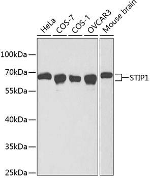 STIP1 Antibody