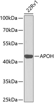 APOH Antibody