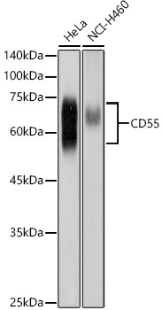 CD55 Antibody