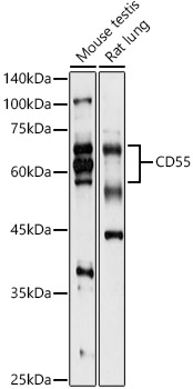 CD55 Antibody