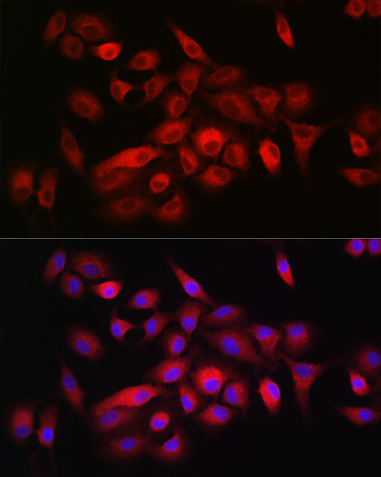 CD55 Antibody