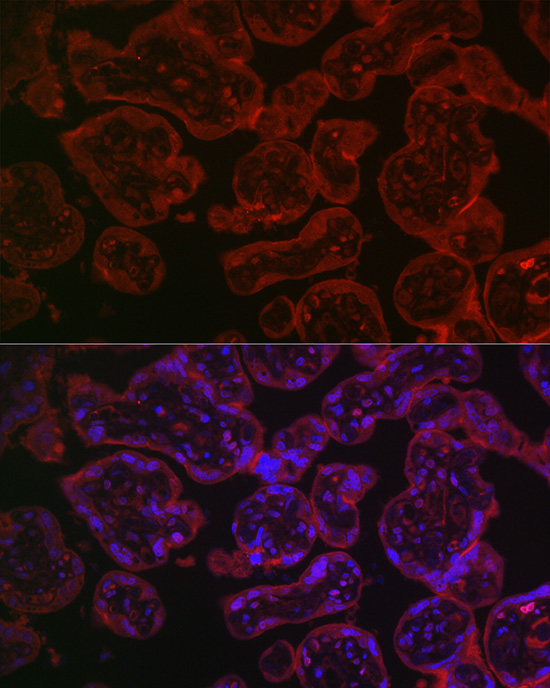 CD55 Antibody