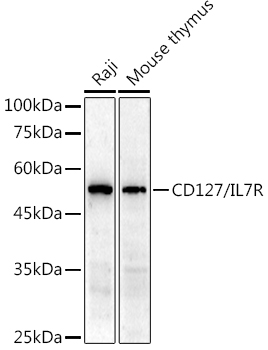 IL7R Antibody