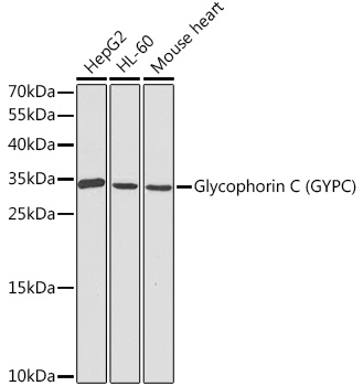 GYPC Antibody