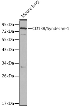 SDC1 Antibody - SAB | Signalway Antibody