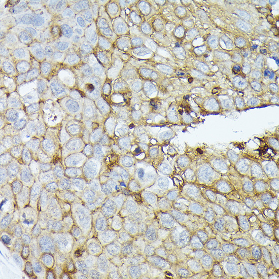 SDC1 Antibody