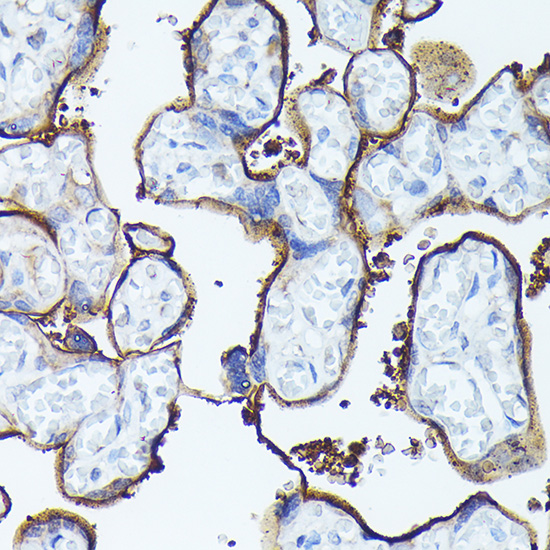 SDC1 Antibody