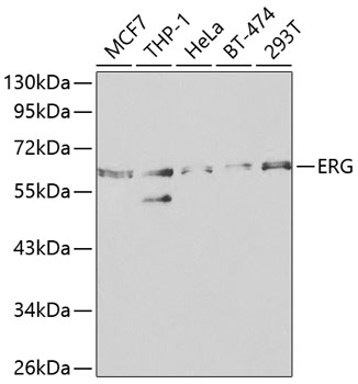 ERG Antibody