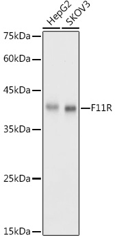 F11R Antibody