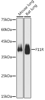 F11R Antibody