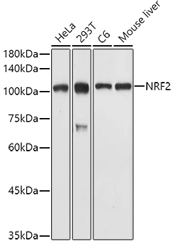 NFE2L2 Antibody