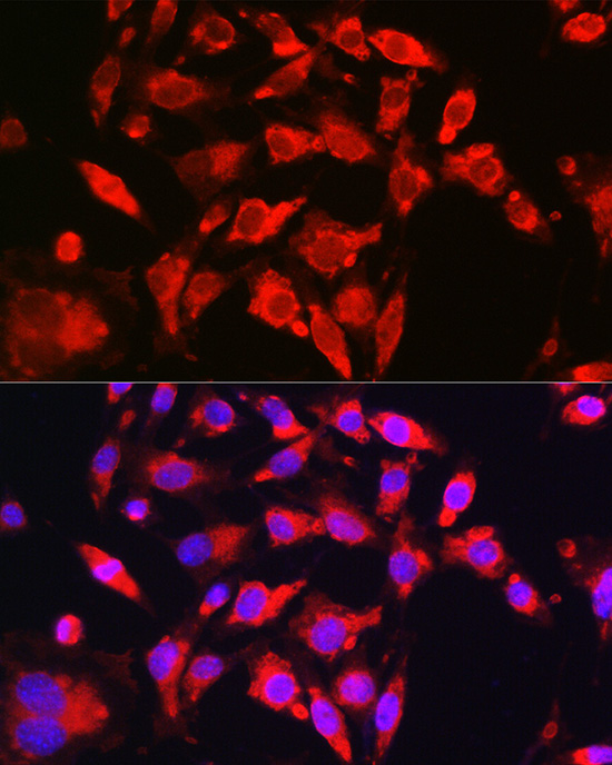 NFE2L2 Antibody