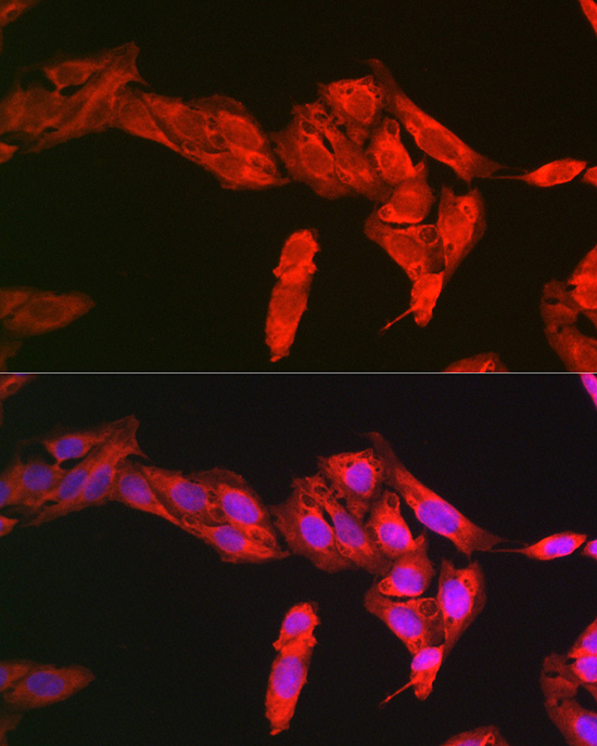 NFE2L2 Antibody