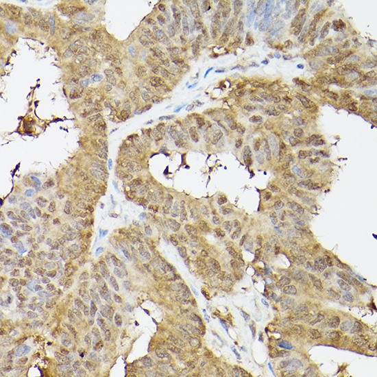 PSMA3 Antibody