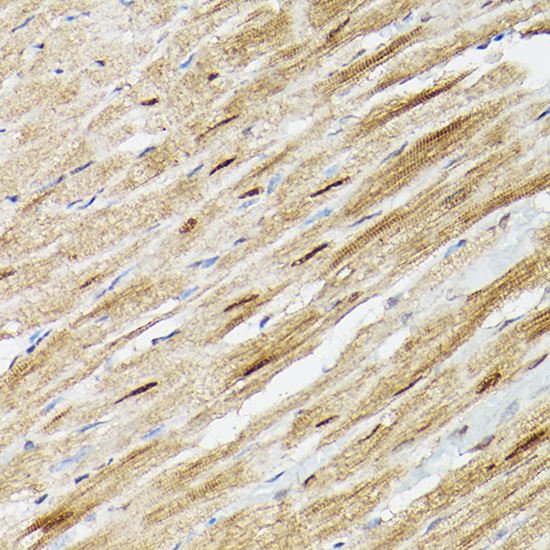 PSMA3 Antibody