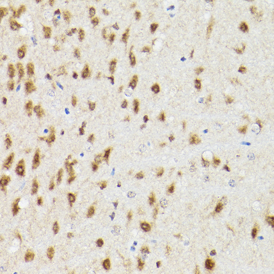 PSMA3 Antibody