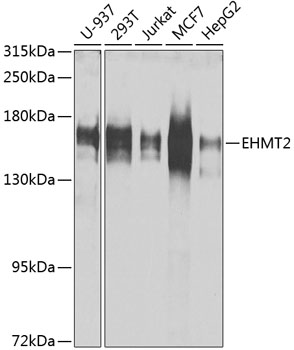 EHMT2 Antibody