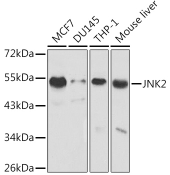 MAPK9 Antibody