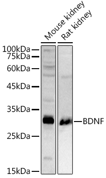 BDNF Antibody