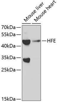 HFE Antibody