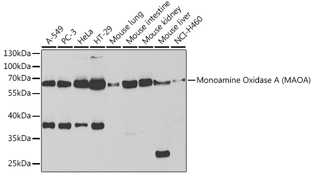 MAOA Antibody