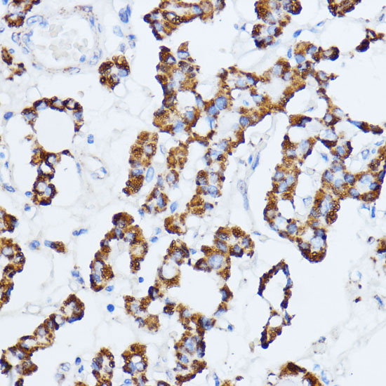 MAOA Antibody