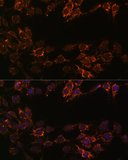 MAOA Antibody