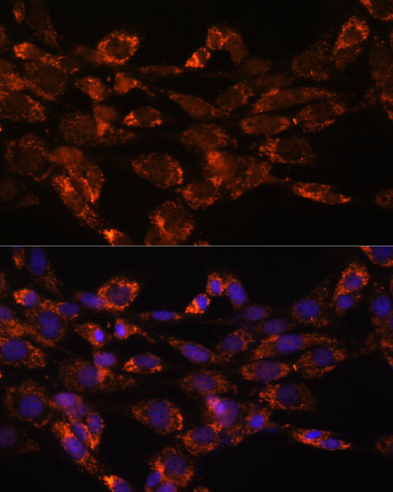 MAOA Antibody