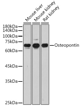 SPP1 Antibody