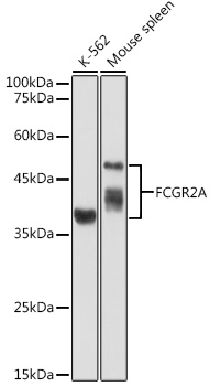 FCGR2A Antibody