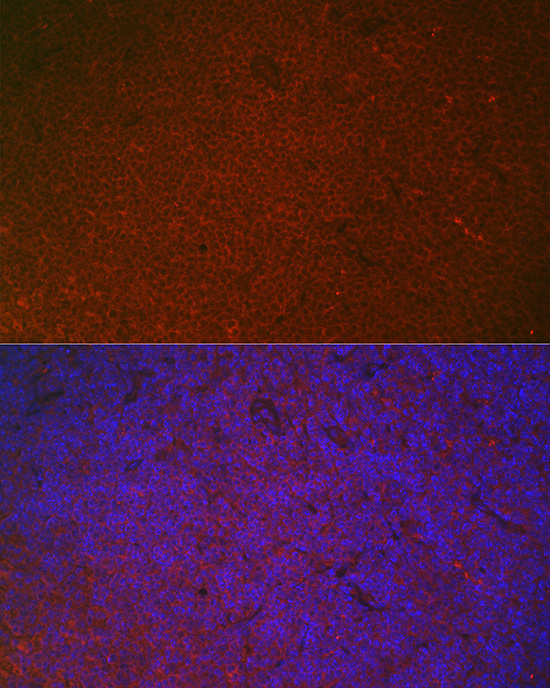 FCGR2A Antibody