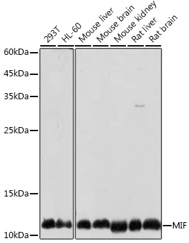 MIF Antibody