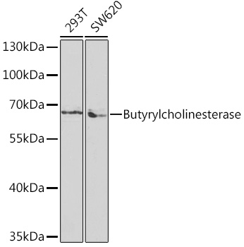 BCHE Antibody