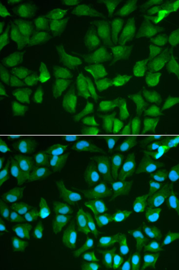 eLGALS3 Antibody