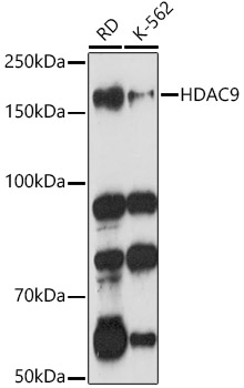 HDAC9 Antibody