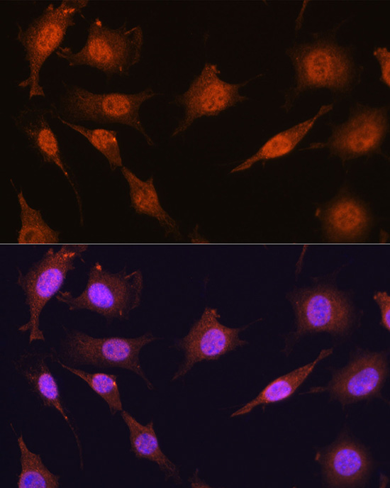 PRMT5 Antibody