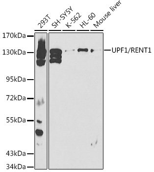 UPF1 Antibody