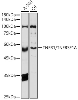 TNF-R1 Antibody