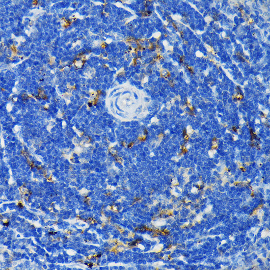 TNF-R1 Antibody