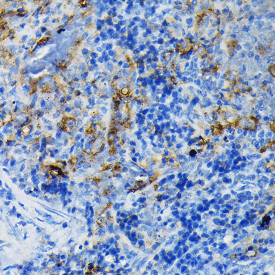 TNF-R1 Antibody