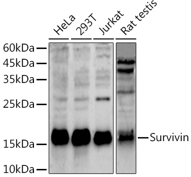 BIRC5 Antibody