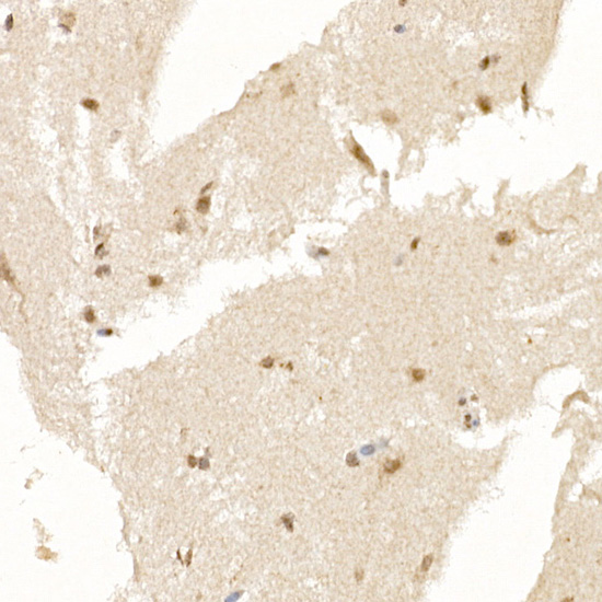 BIRC5 Antibody