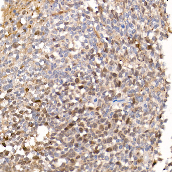 BIRC5 Antibody