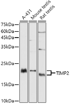 TIMP2 Antibody